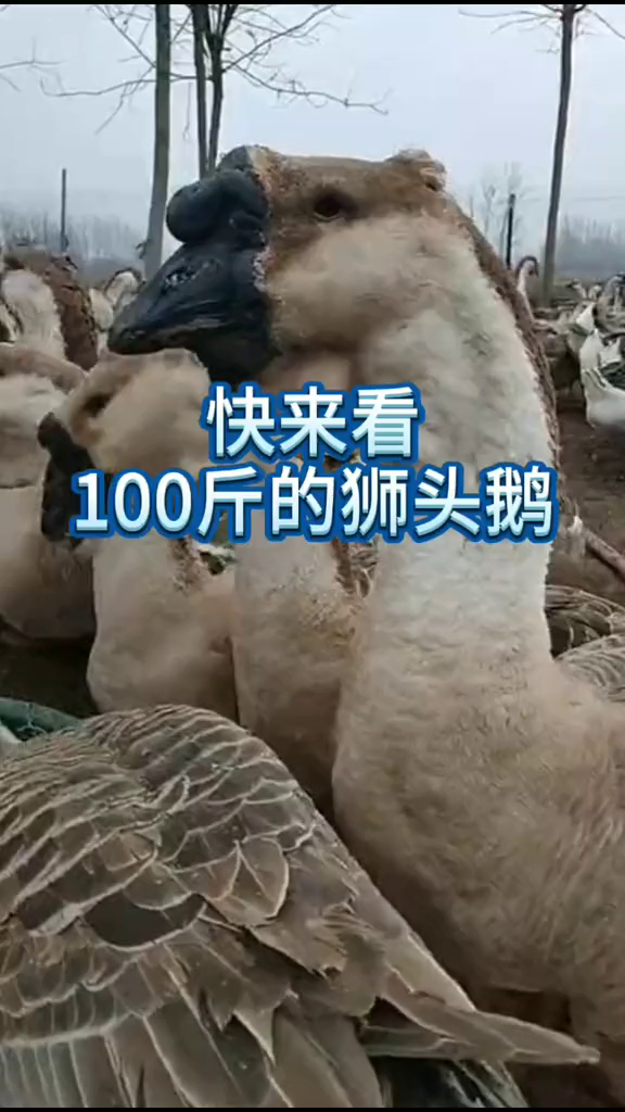 100斤的狮头鹅,香不香家禽养殖