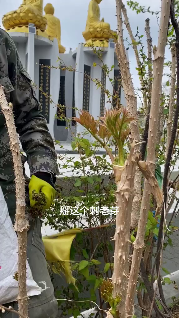 刺老芽也叫刺嫩芽,山野菜之王当之无愧,你们吃过嘛?