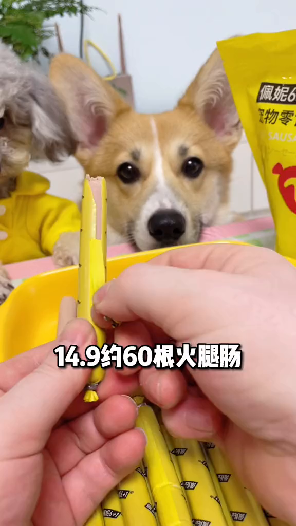 佩妮61火腿肠来喽!奖励训练零食,好吃又划算