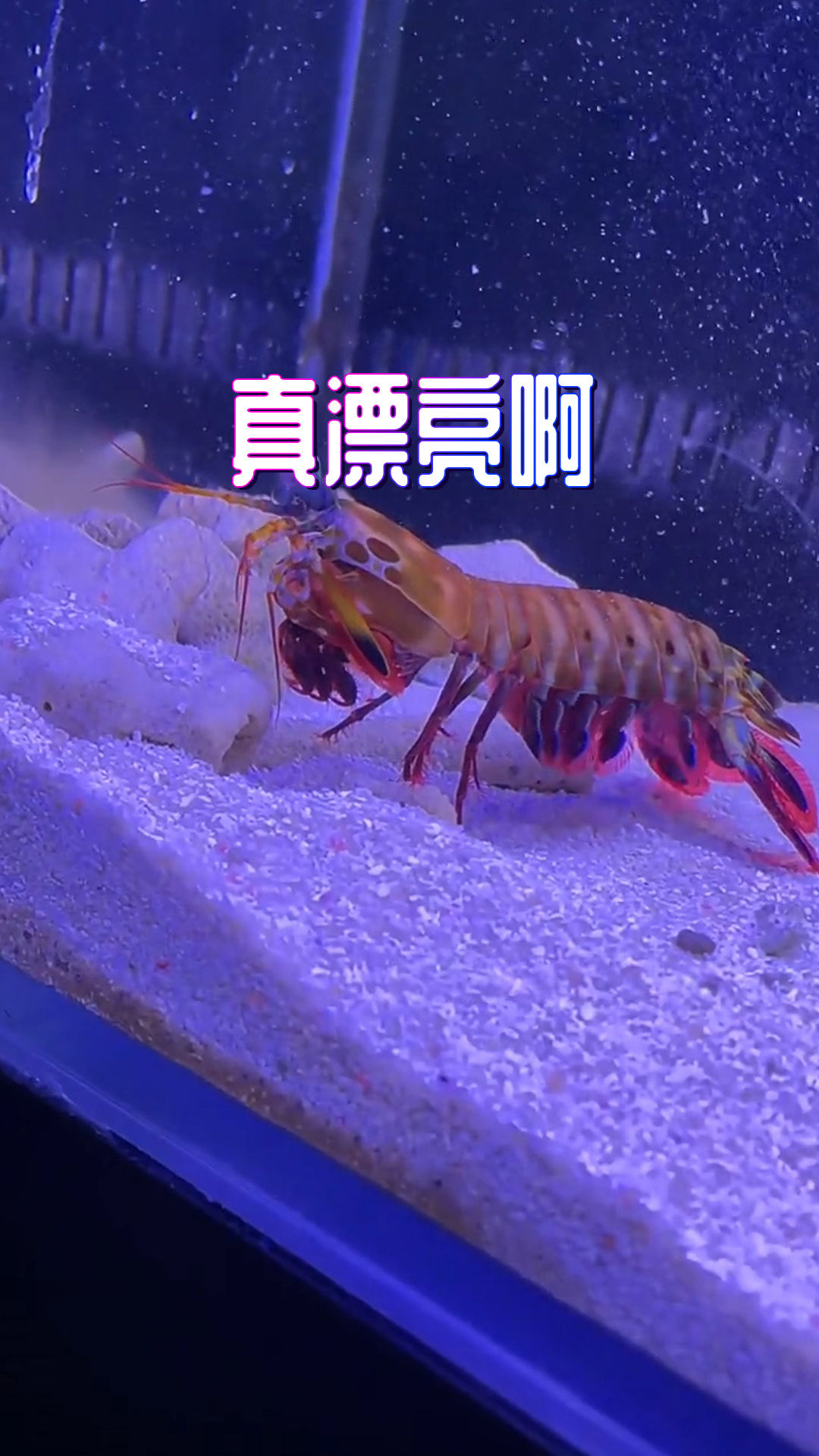 螳螂虾现在在新家里面,住的还比较舒适