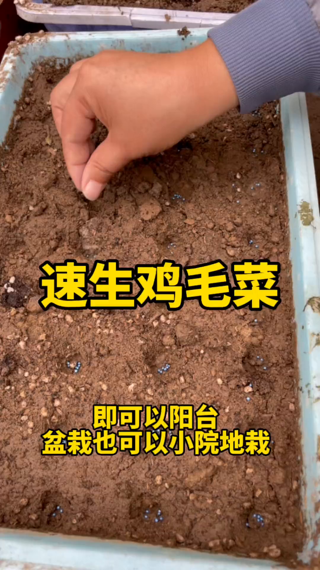 夏天温度高,推荐种一些鸡毛菜