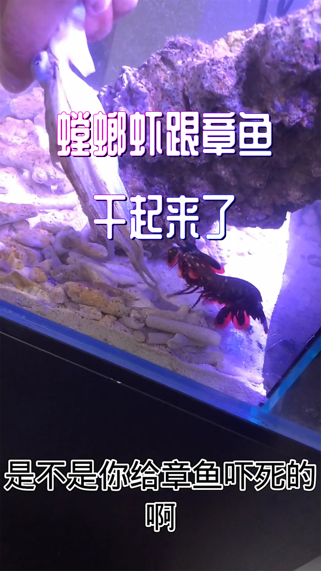 螳螂虾跟章鱼干起来了