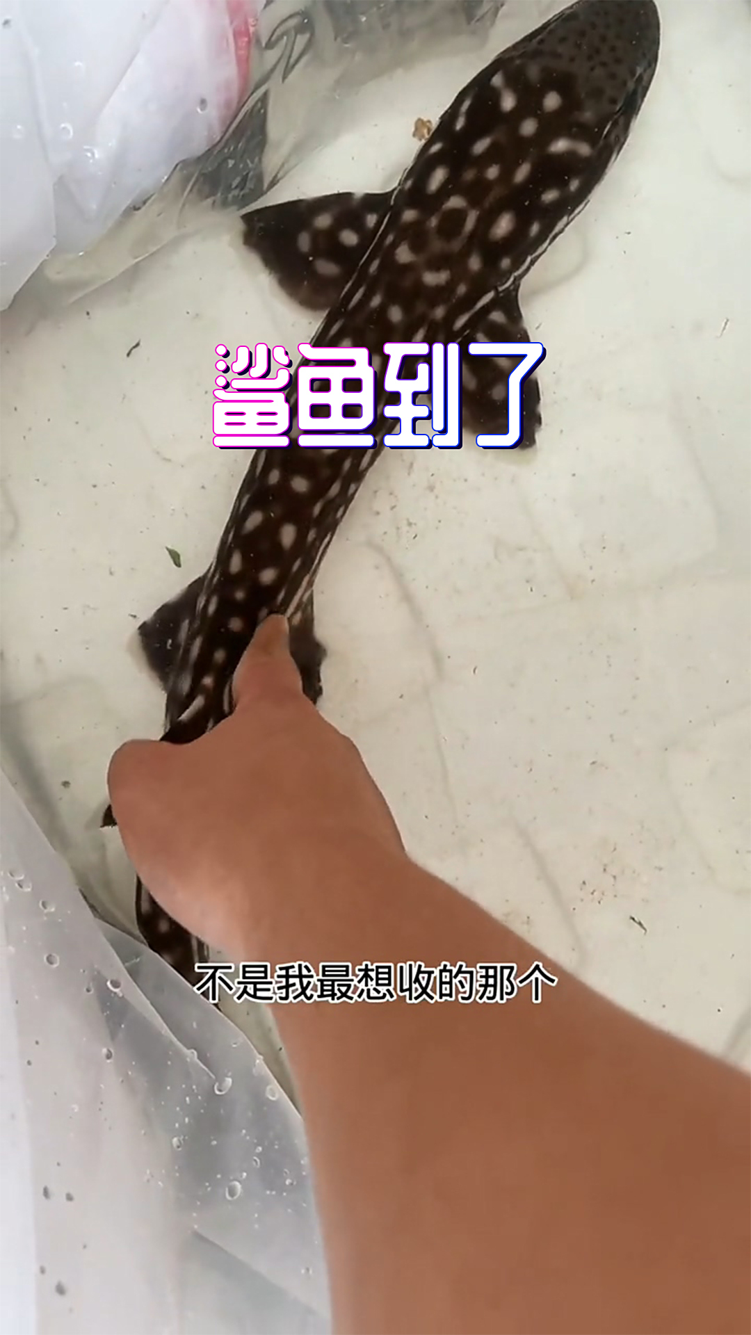 我有种不好的预感,鲨鱼刚到状态就这么次