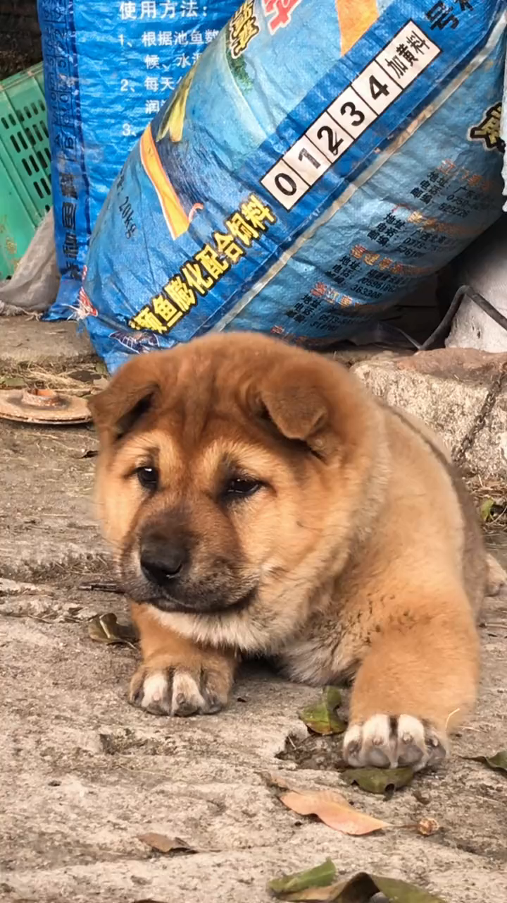 这是一只多才多艺的小黄狗