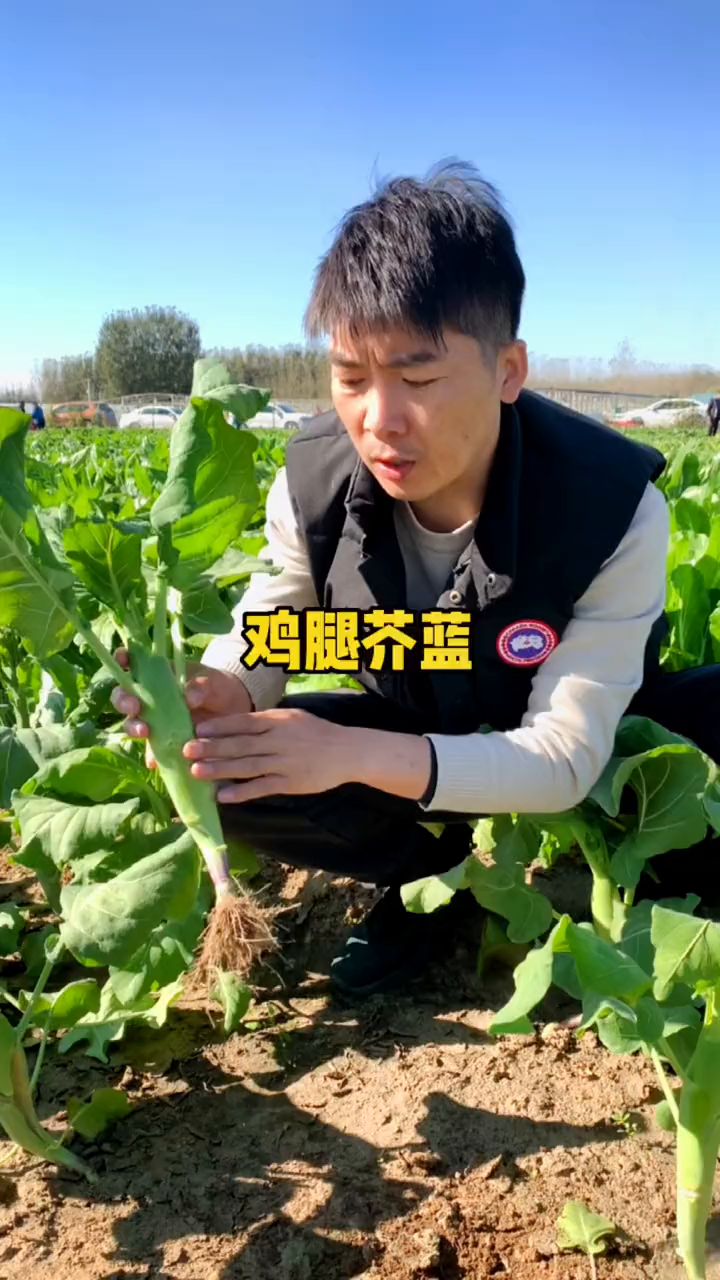 这是一种营养价值很高的芥蓝