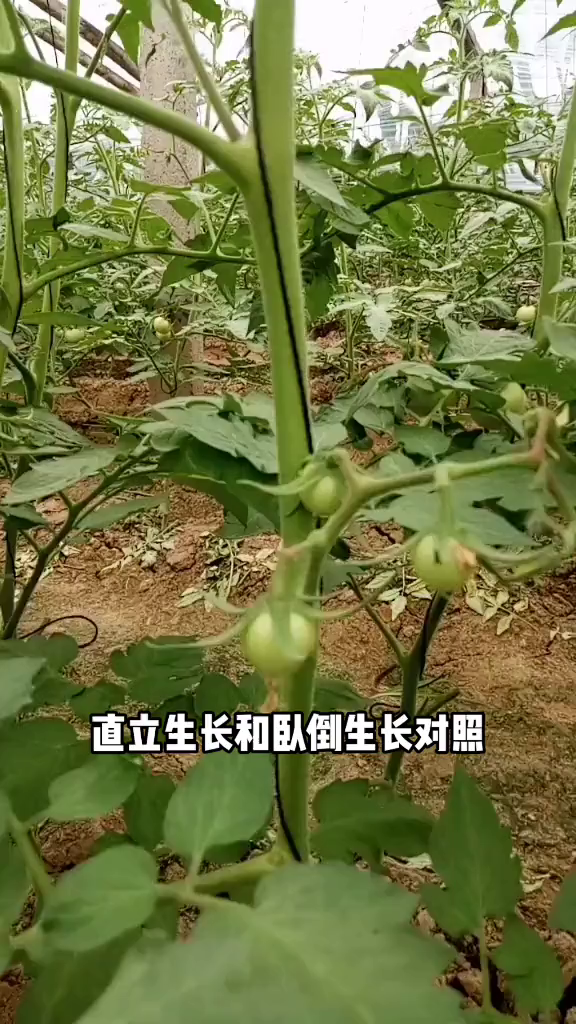 卧倒控旺王友福番茄种植西红柿种植寿光蔬菜种植大棚