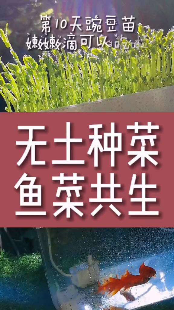 太好吃了叭芽苗菜花卉绿植植物水培蔬菜种子发芽阳台种菜