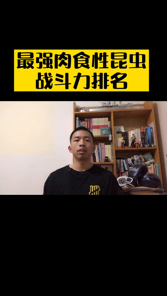 肉食性昆虫战斗力排名搏击小学生昆虫