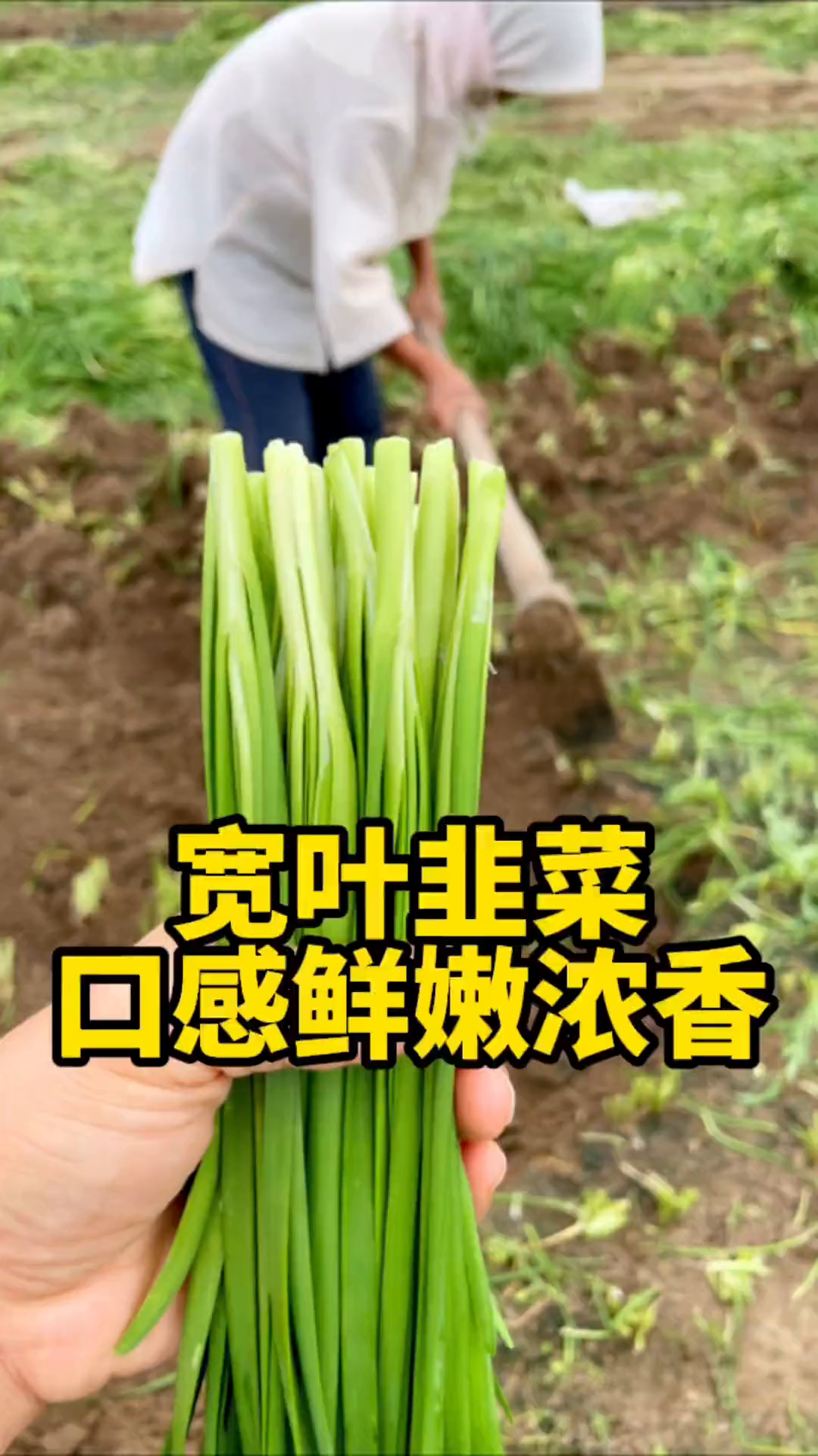 种一次吃十年左右的宽叶韭菜