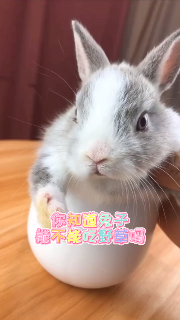 你知道兔子能吃野草吗