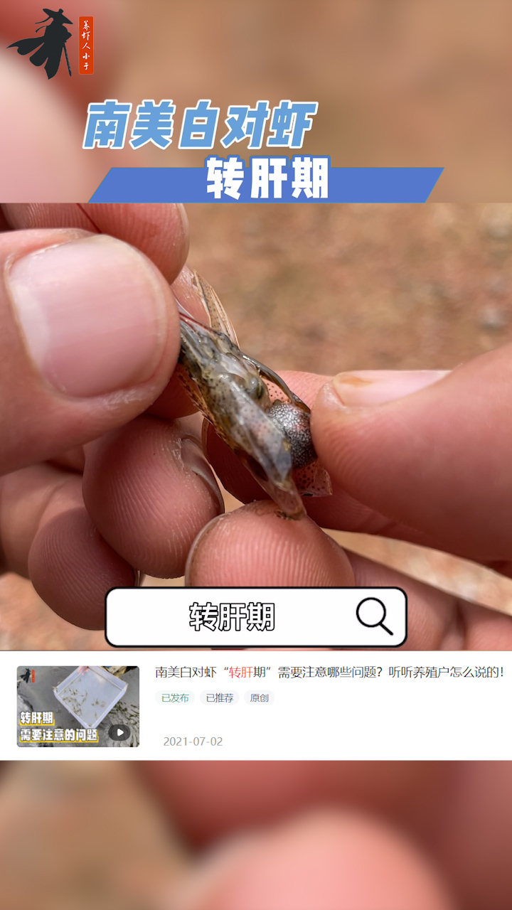 南美白对虾养殖记录——转肝期