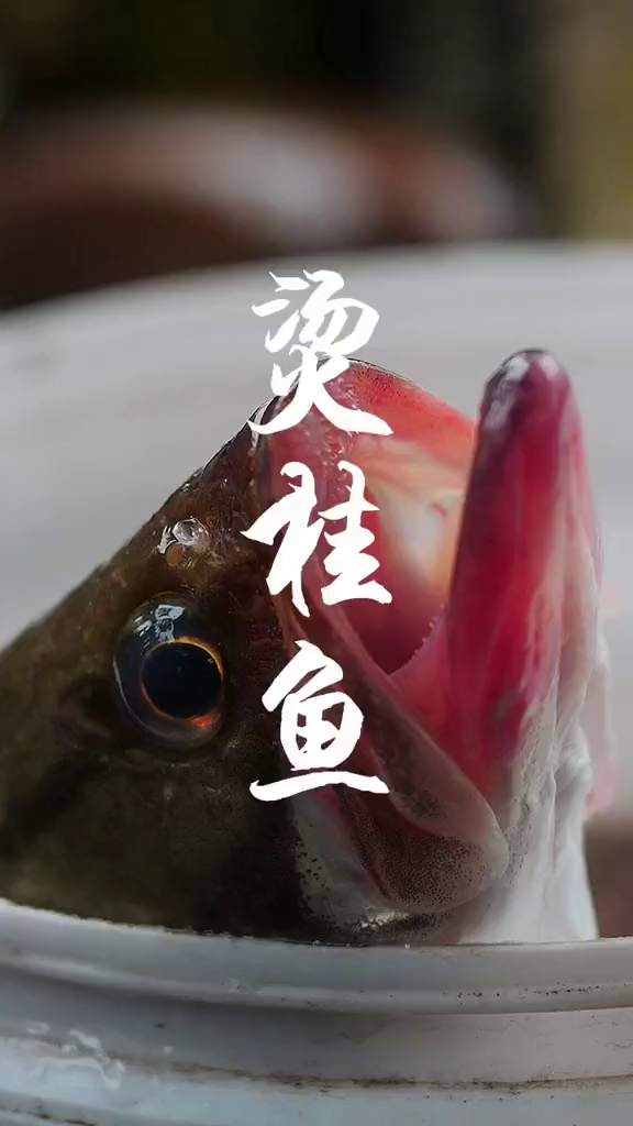 鳜鱼会迟到但不会缺席