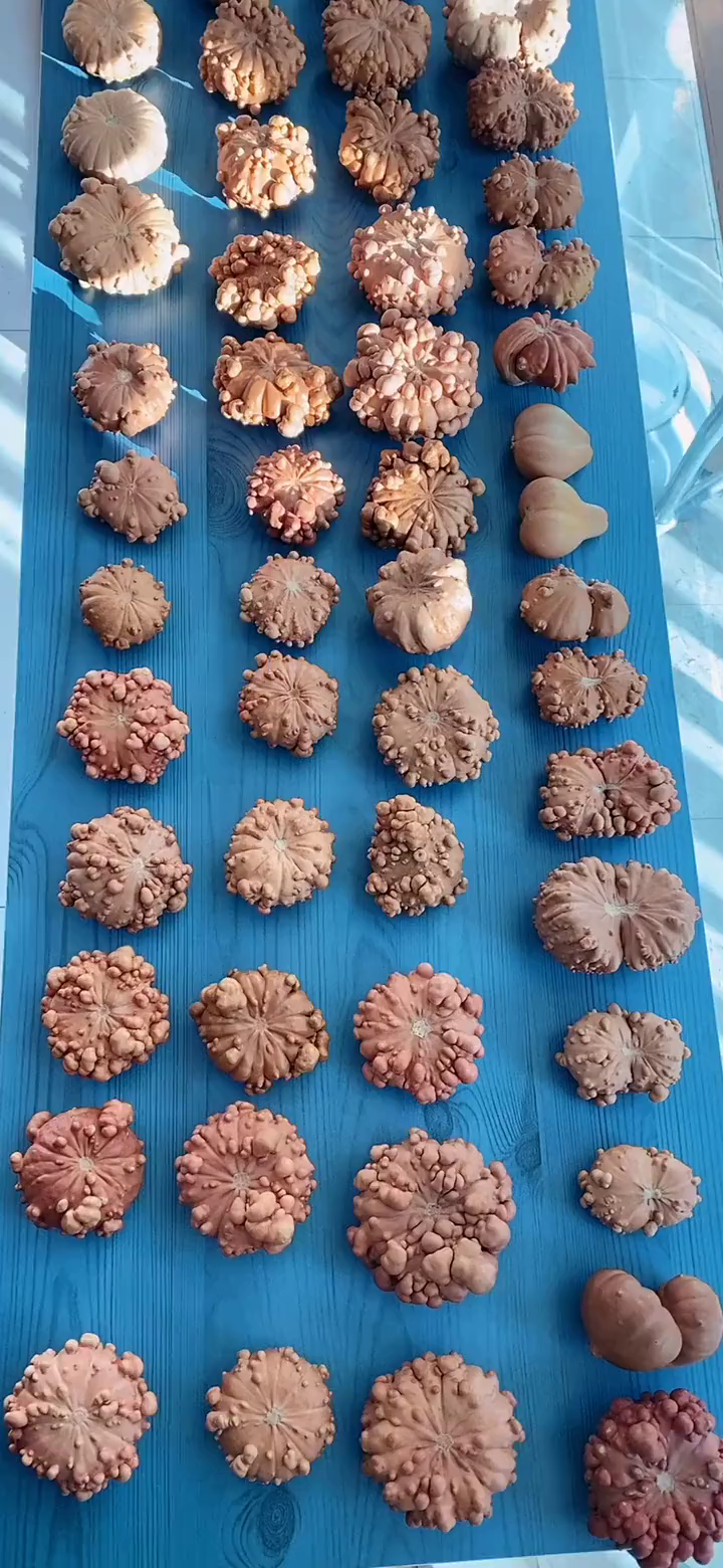 我要葫芦天然生长的疙瘩葫芦又是一年