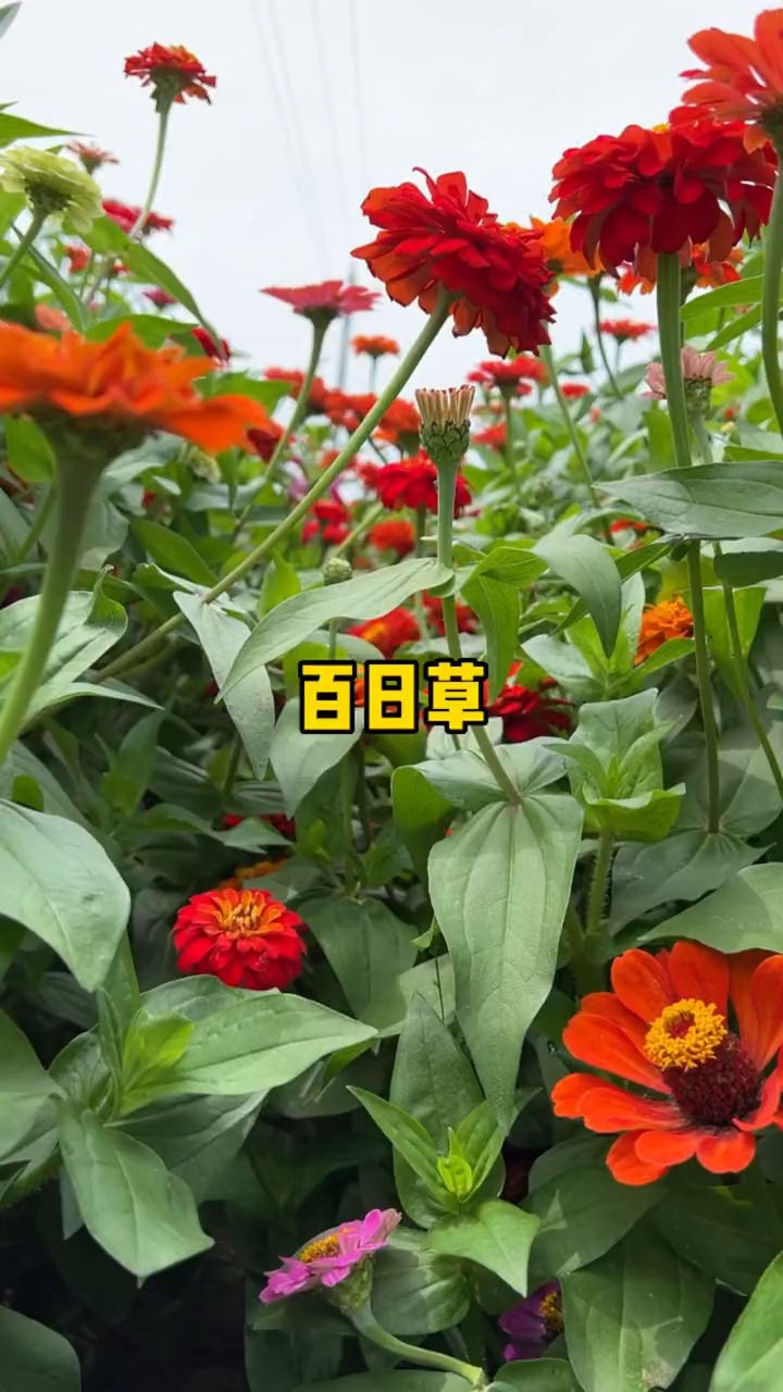 百日草又名步步高,寓意步步高升事业有成
