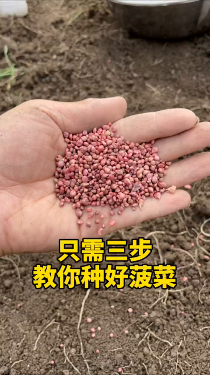 菠菜种植详细教程,只需三步教你种出这么好的菠菜!