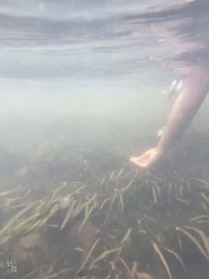 野鸭的大大扁嘴哈哈