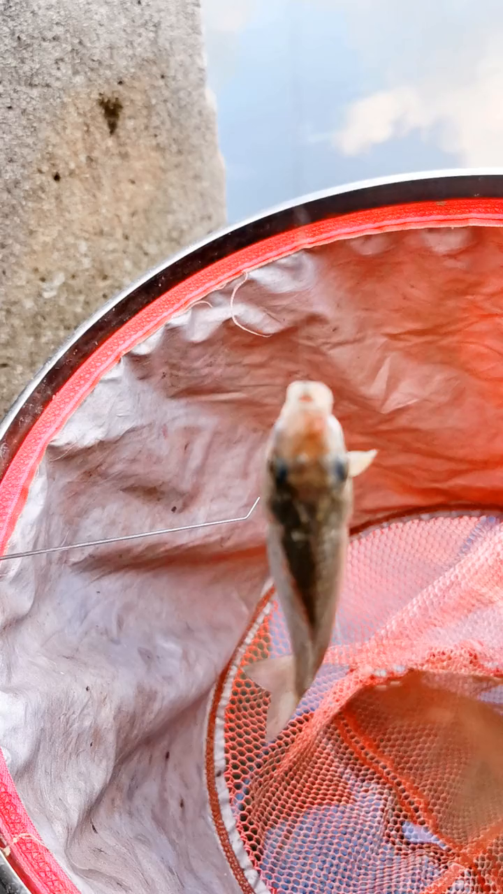 点开头像分享更多钓鱼小技巧,喜欢钓鱼的朋友双击评论野钓(11)