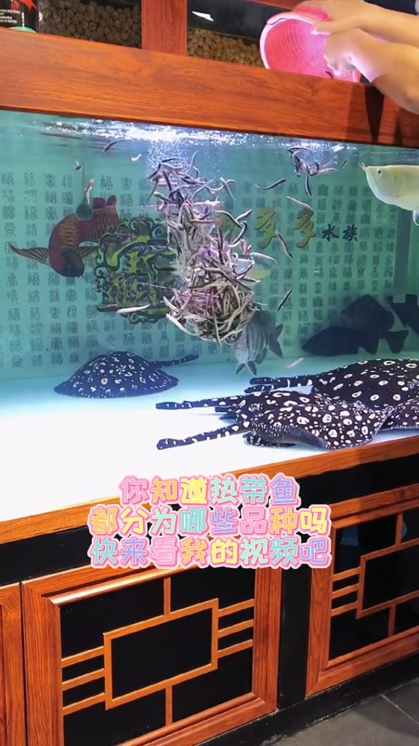 你知道热带鱼都分为哪些品种吗快来看我的视频吧