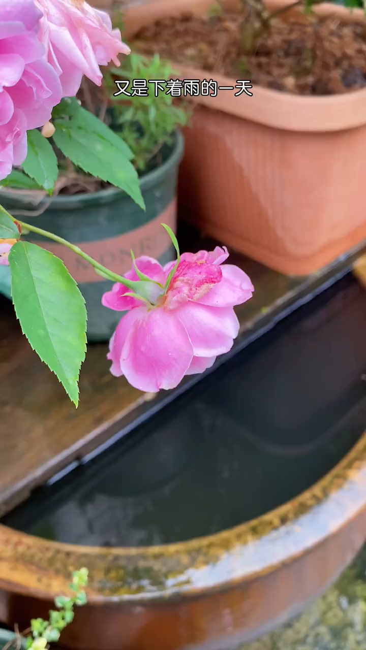 分享一个对姐妹们特别友好的五红汤,花生一把