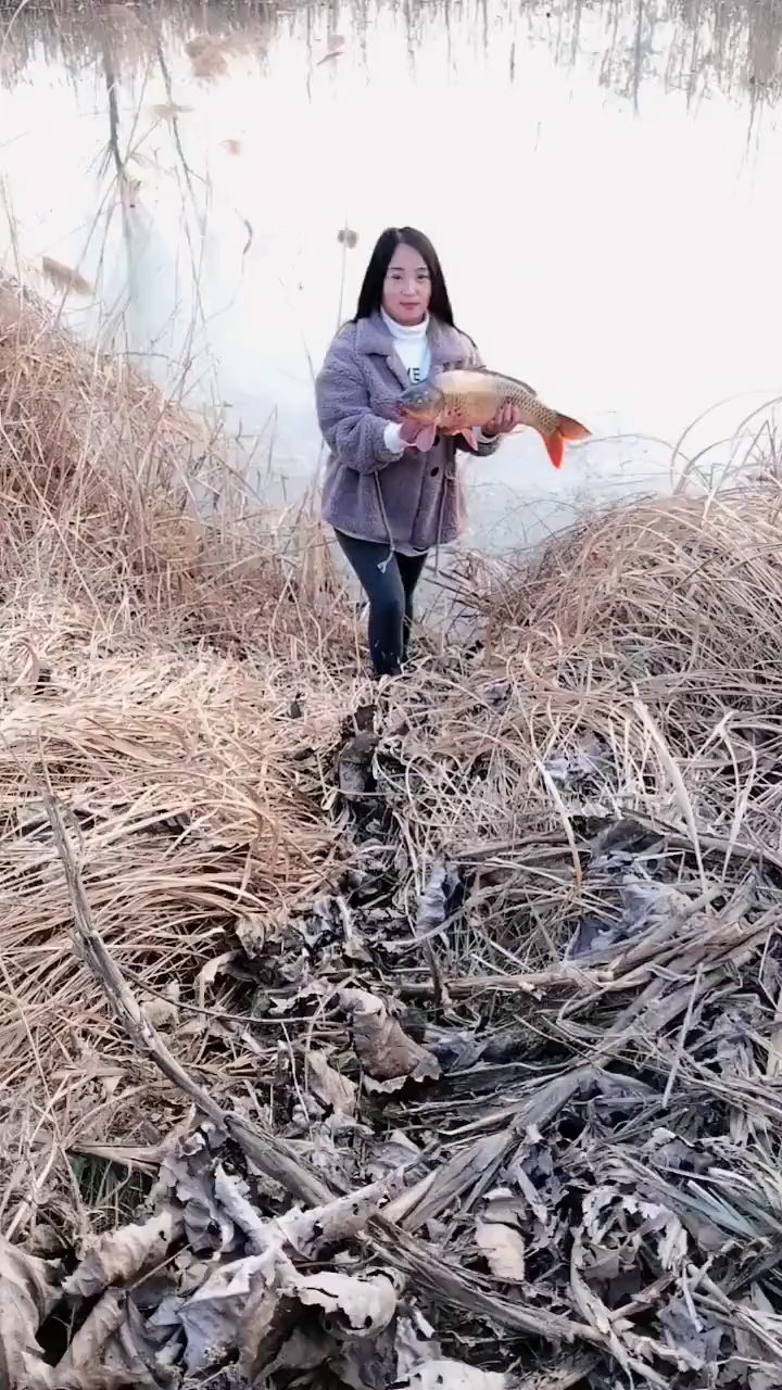 荷塘美景,年年有鱼