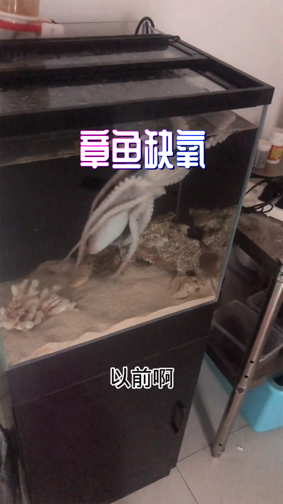 章鱼出缸溜达来了,明显严重缺氧啊