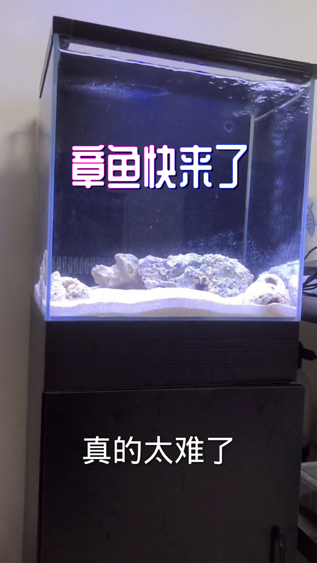 又收到一只章鱼,但愿能好好的入缸