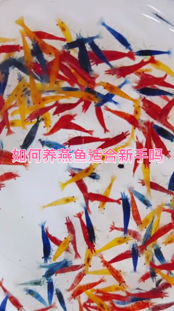 如何养燕鱼适合新手吗