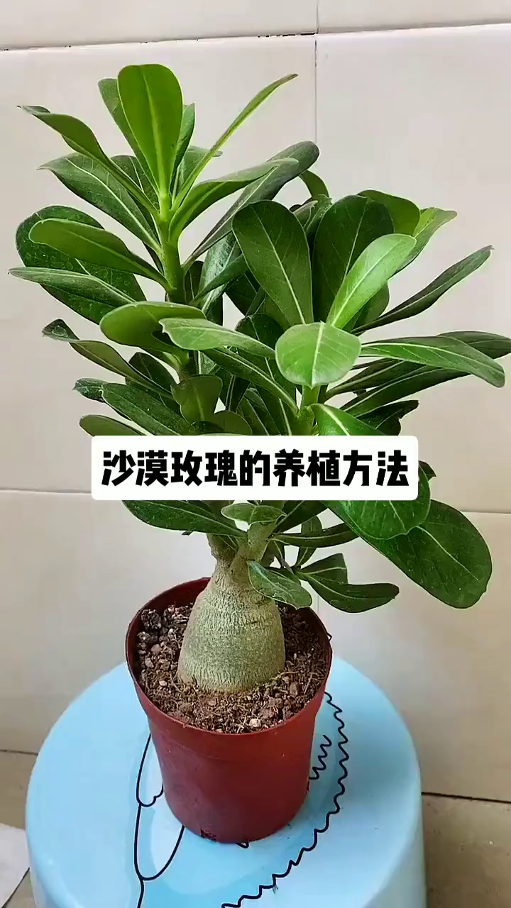 沙漠玫瑰的养殖方法