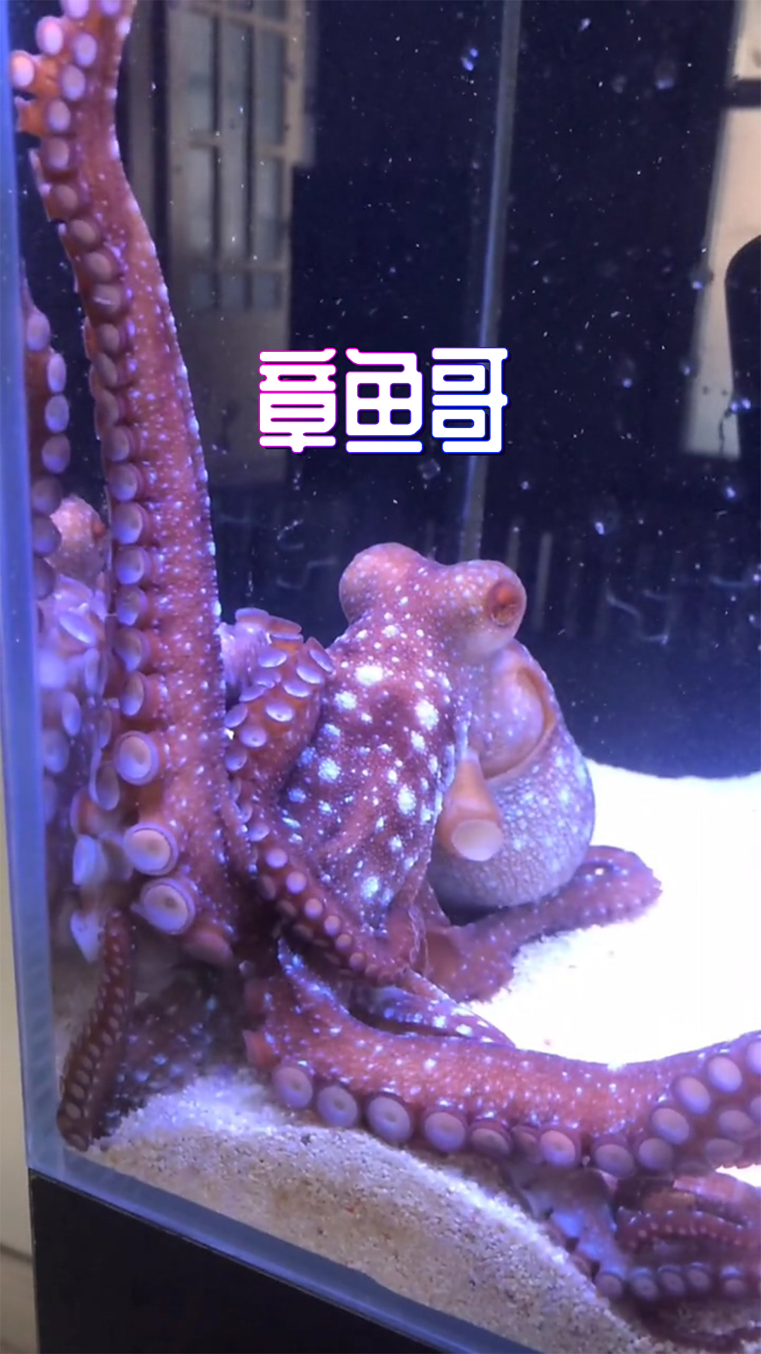 对章鱼来说变个色啥的,太简单了