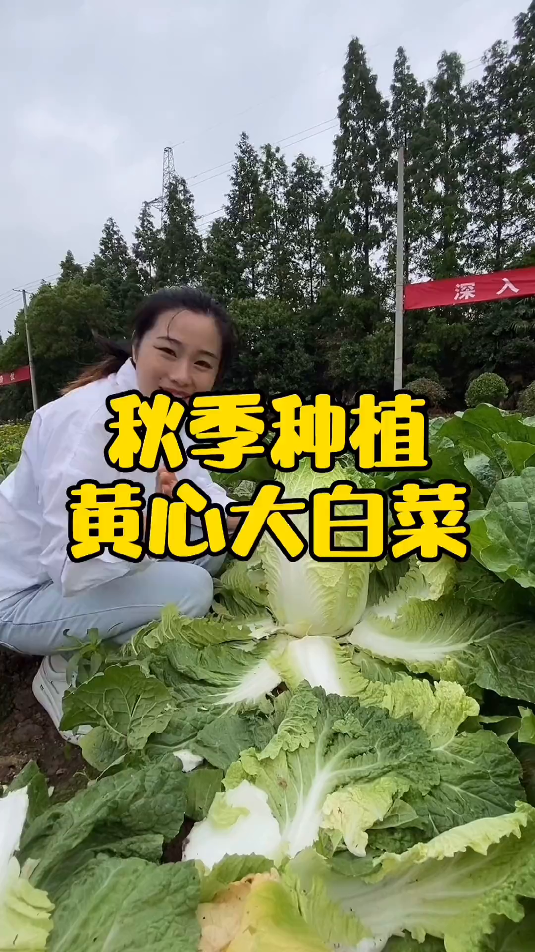 大白菜是贯穿我们一个冬天的菜,腌泡菜做酸菜