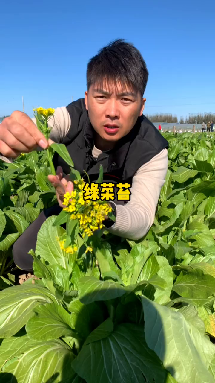 这个四九菜心既能当花看