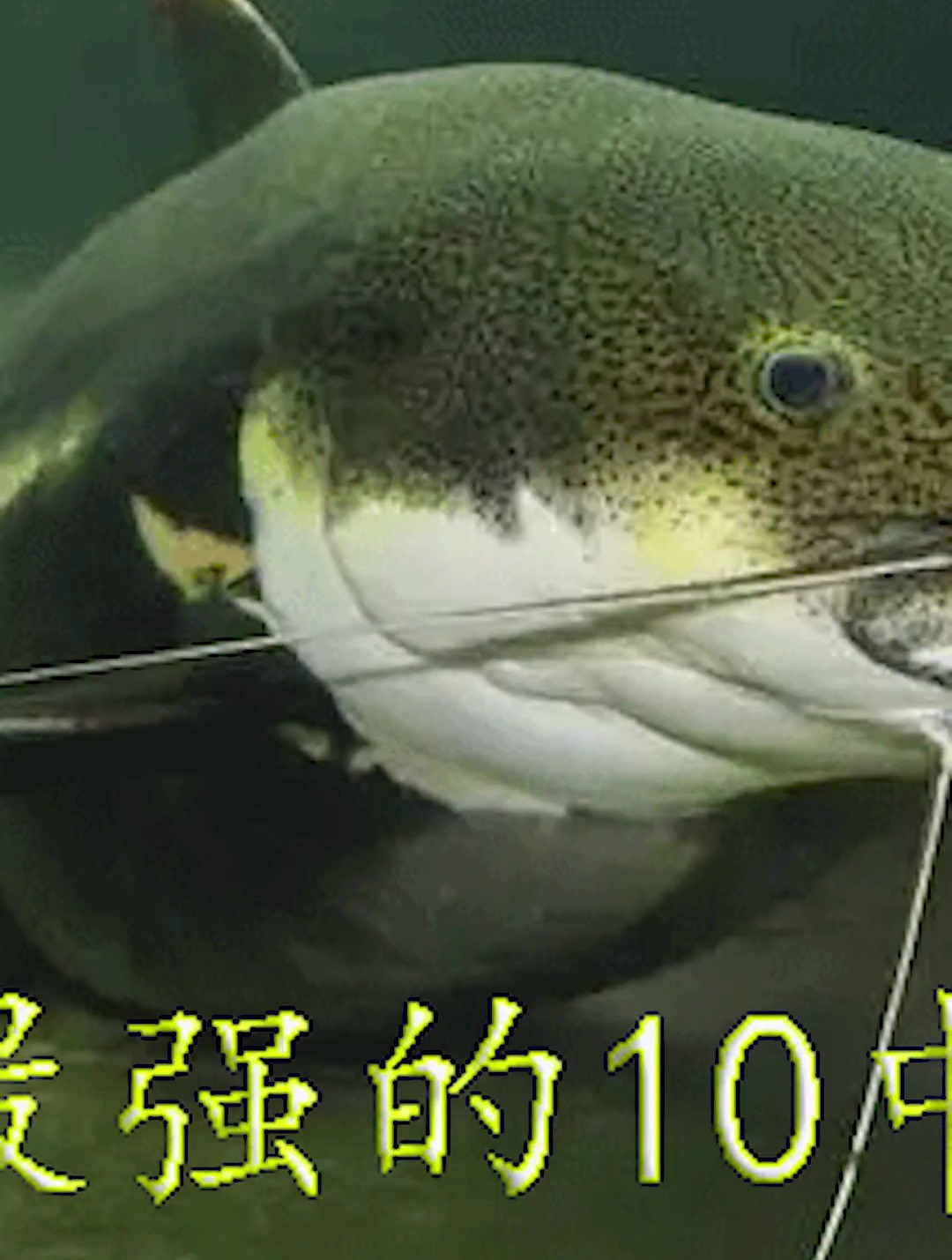 攻击力最强的淡水鱼 动物世界