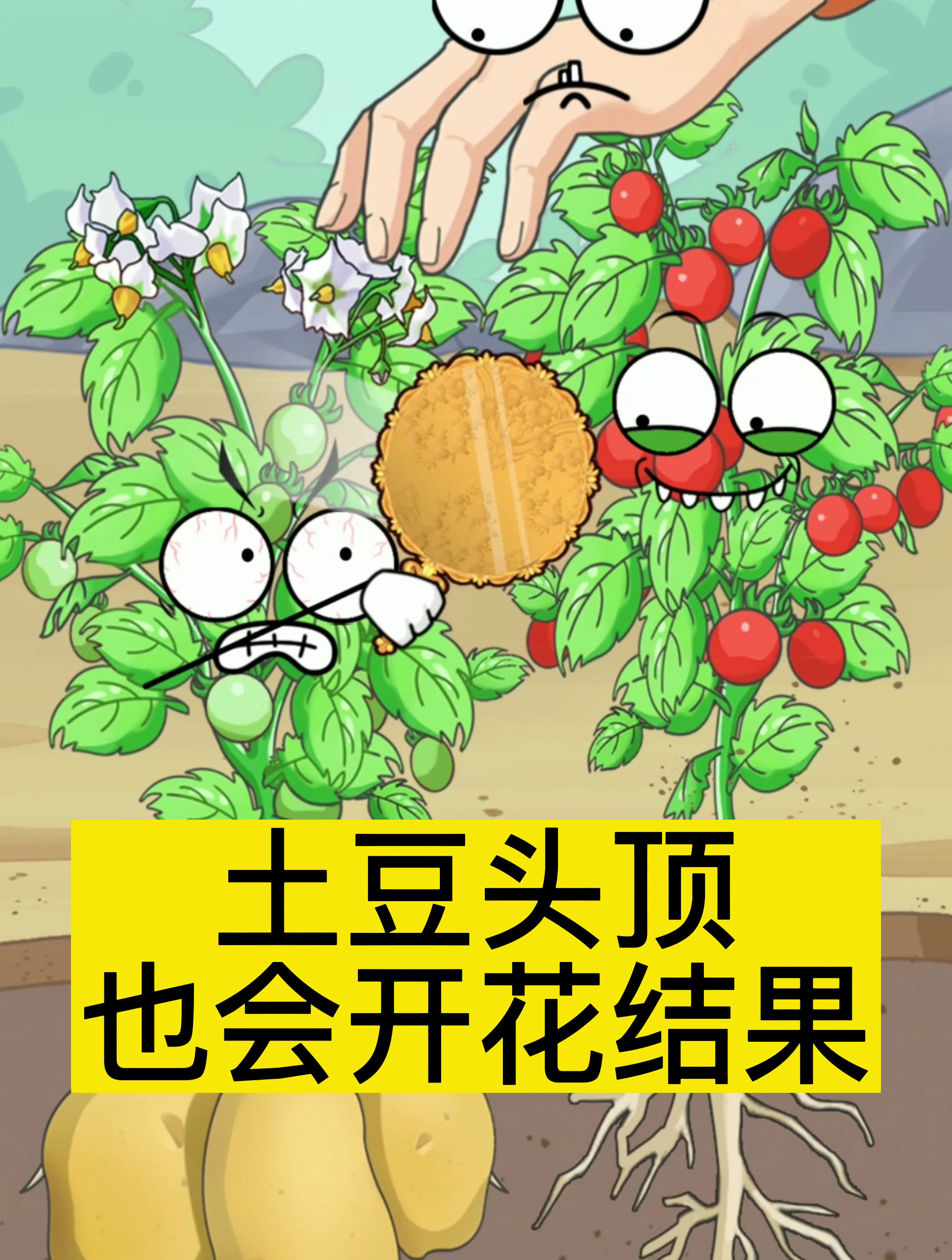 土豆头顶也会开花结果