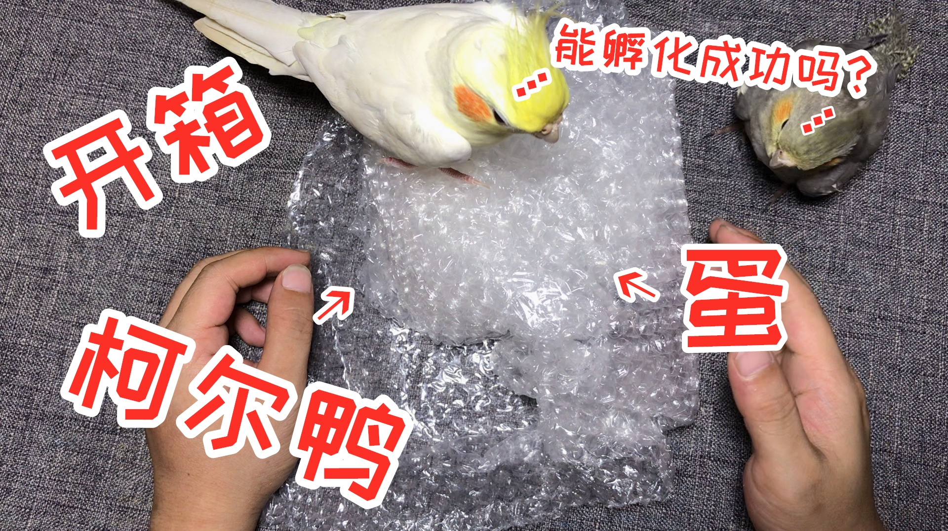 小伙网购“柯尔鸭蛋”1颗,准备拿来孵化,最终能成功孵出来吗?