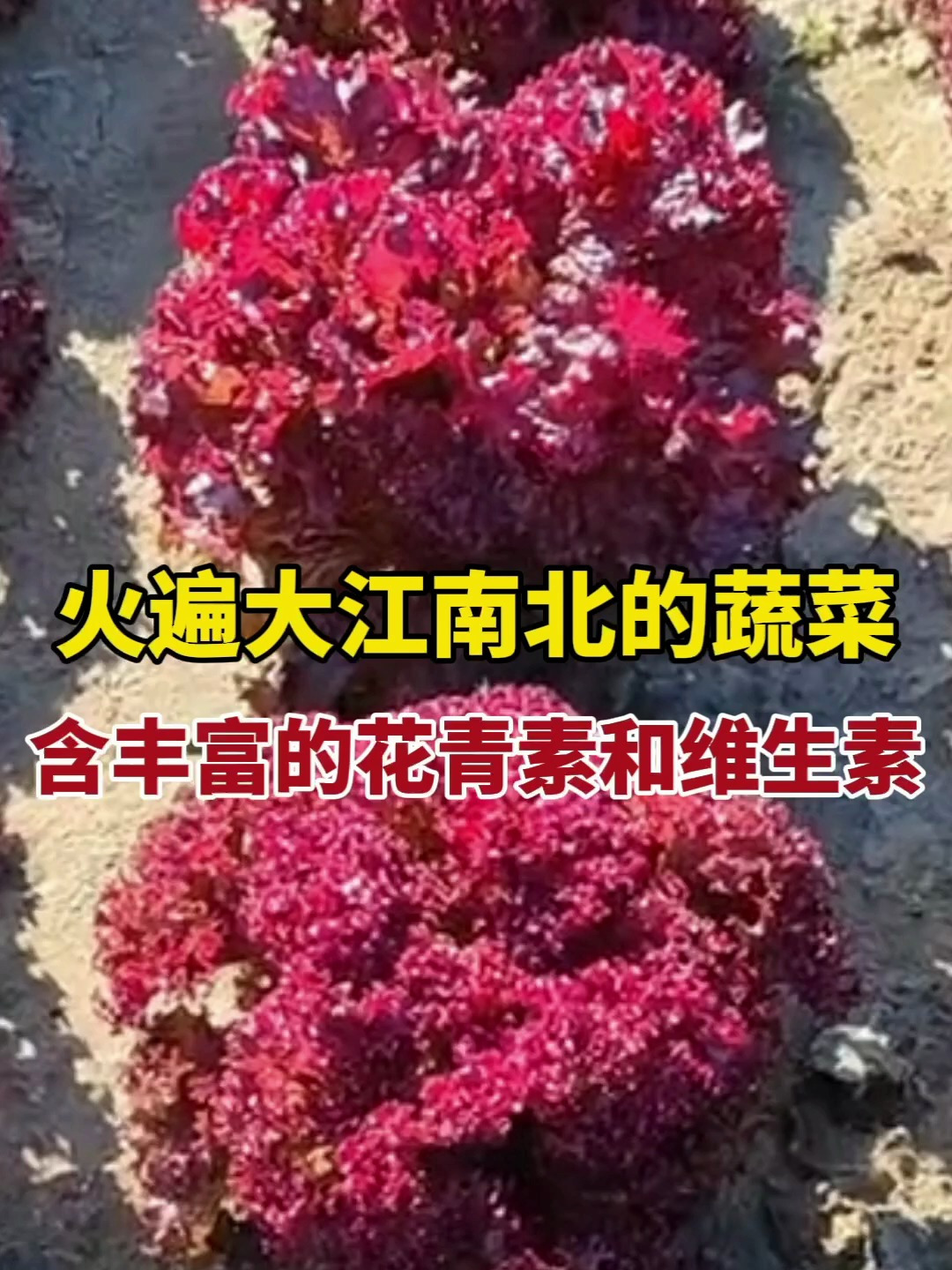 火遍大江南北的紫叶生菜,营养丰富,含满满的花青素和维生素