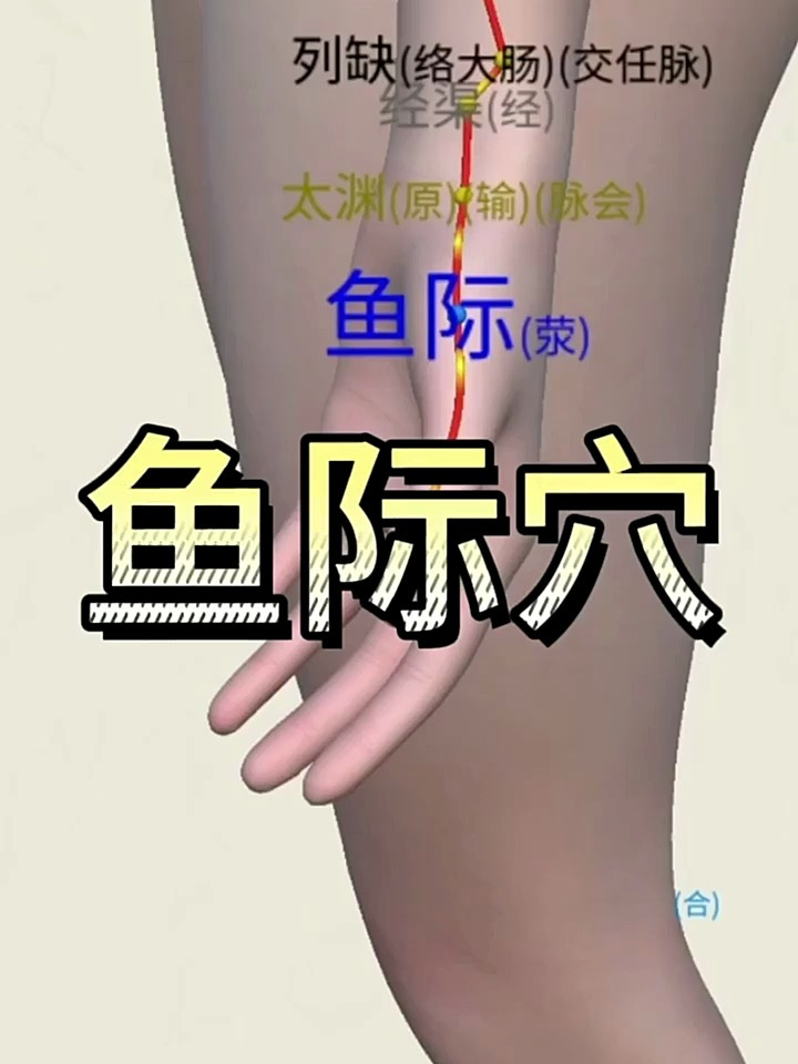 今天我们来学习鱼际穴