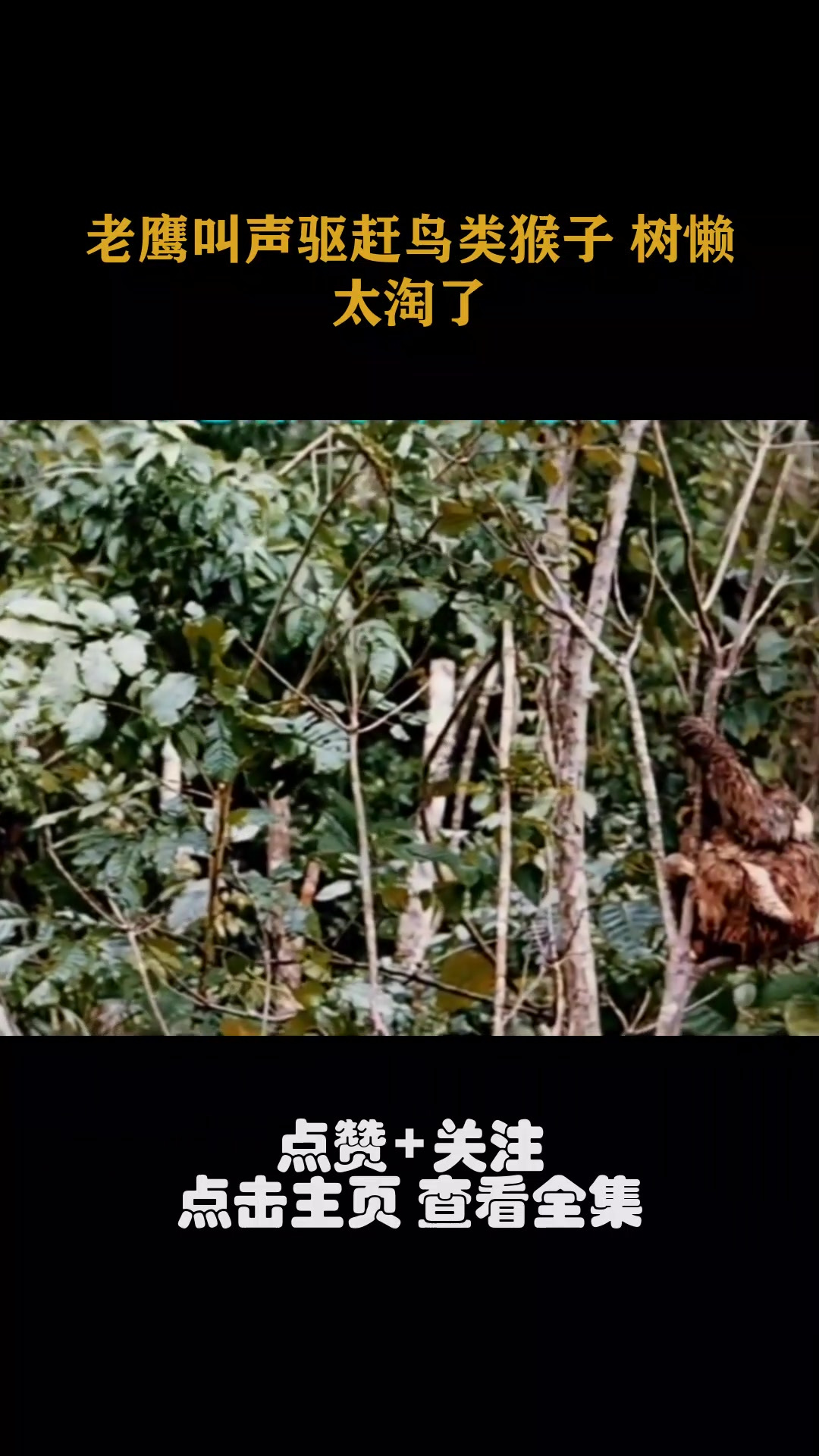 老鹰叫声驱赶鸟类猴子 树懒 太淘了