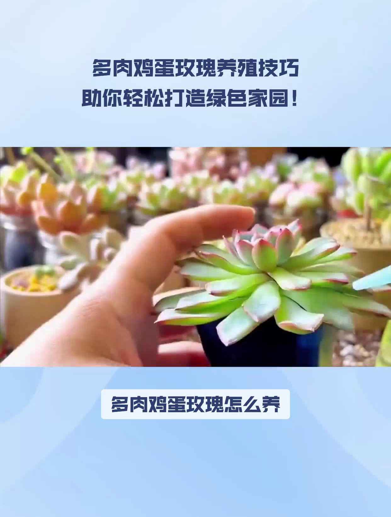 多肉鸡蛋玫瑰养殖技巧,助你轻松打造绿色家园!