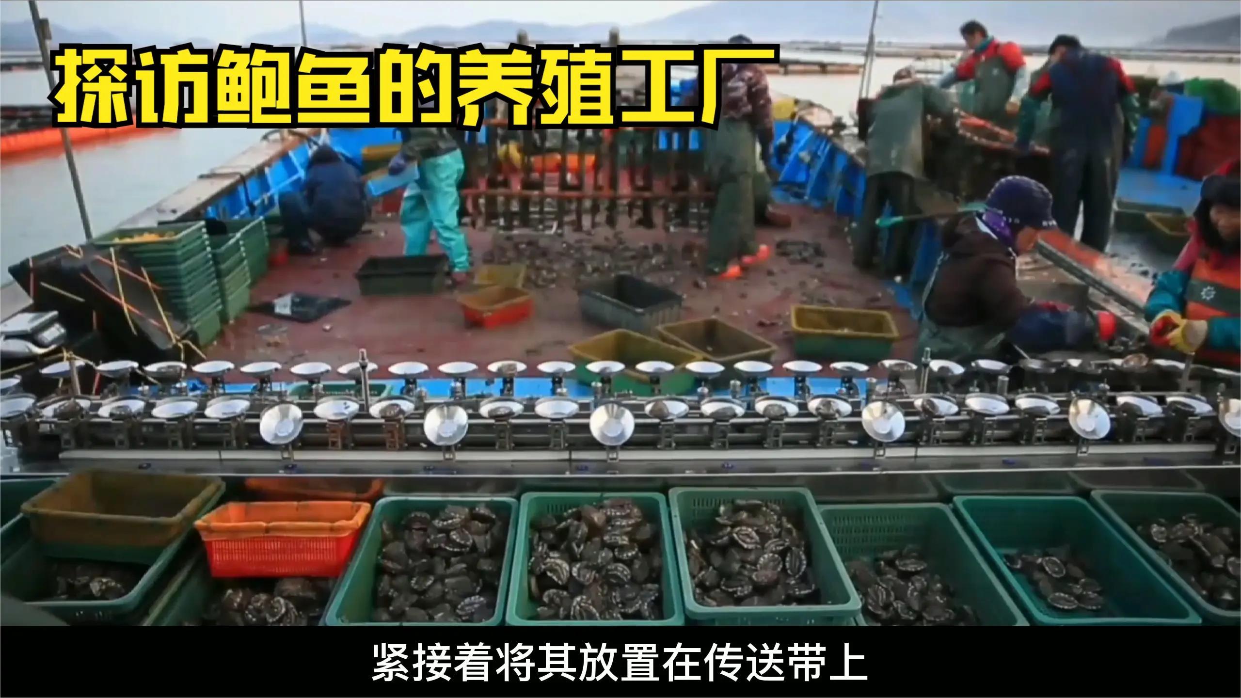 原来鲍鱼养殖这么复杂,贵有贵的道理