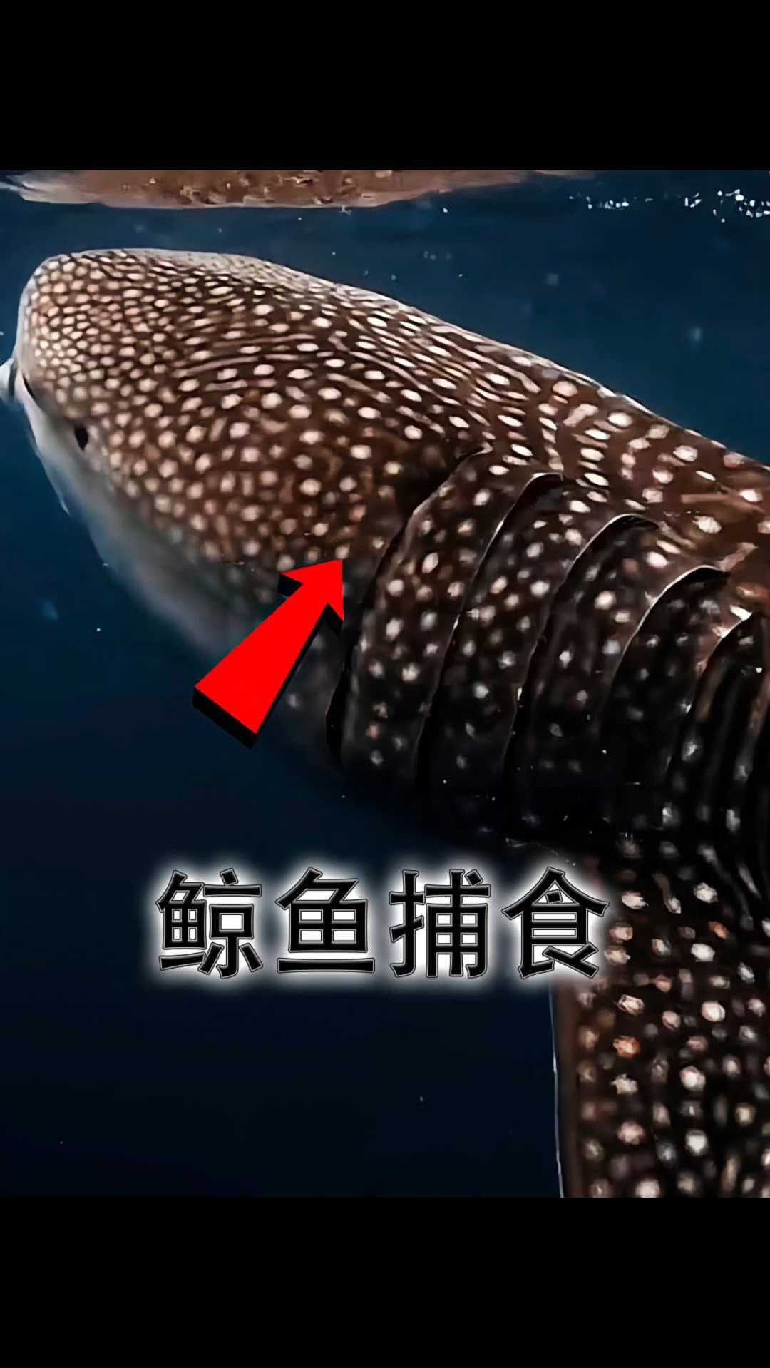 鲸鱼在海中的捕食方式解释