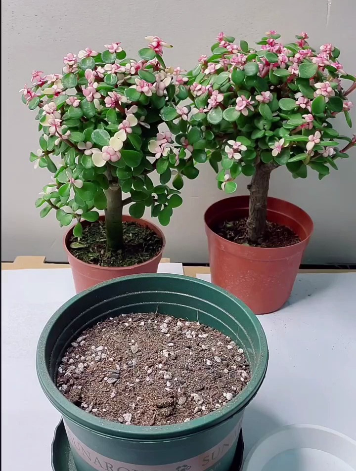 金枝玉叶的扦插