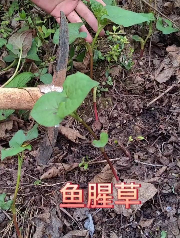 很有乡野气息的植物,鱼腥草,折耳根!