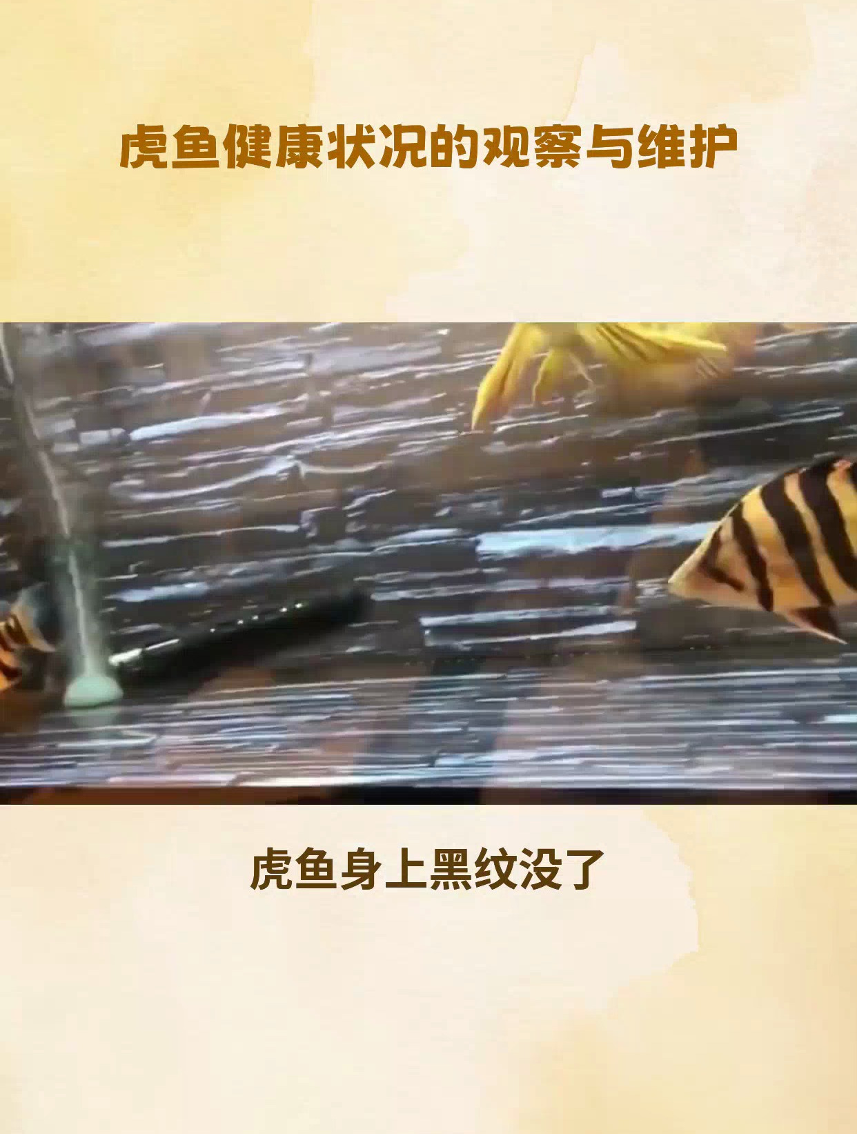 虎鱼身上黑纹没了怎么办,教你让心爱的虎鱼重现光彩