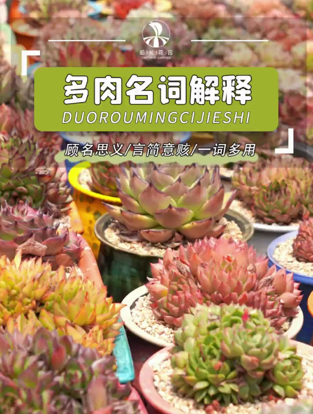 你的多肉现在是什么状态?多肉 养护小知识