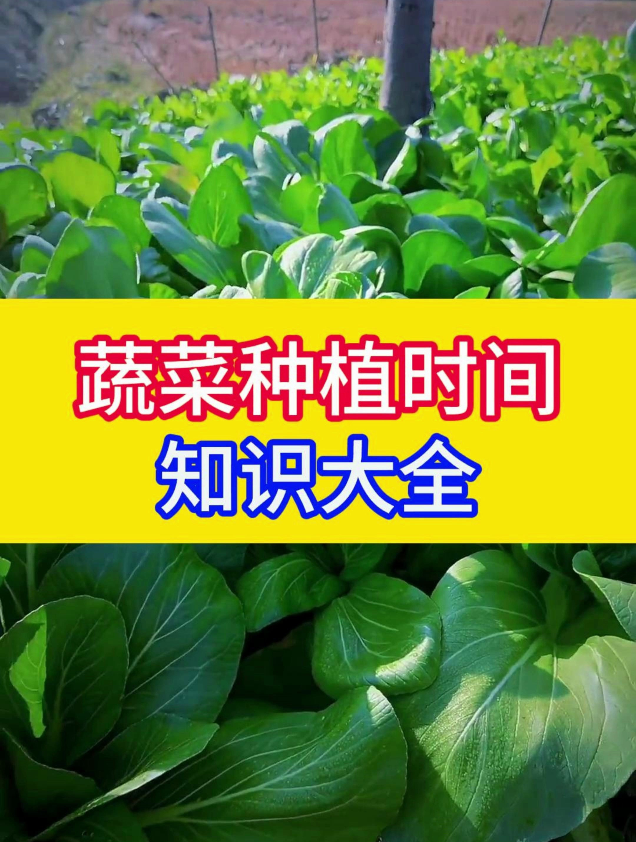 蔬菜种植时间知识大全