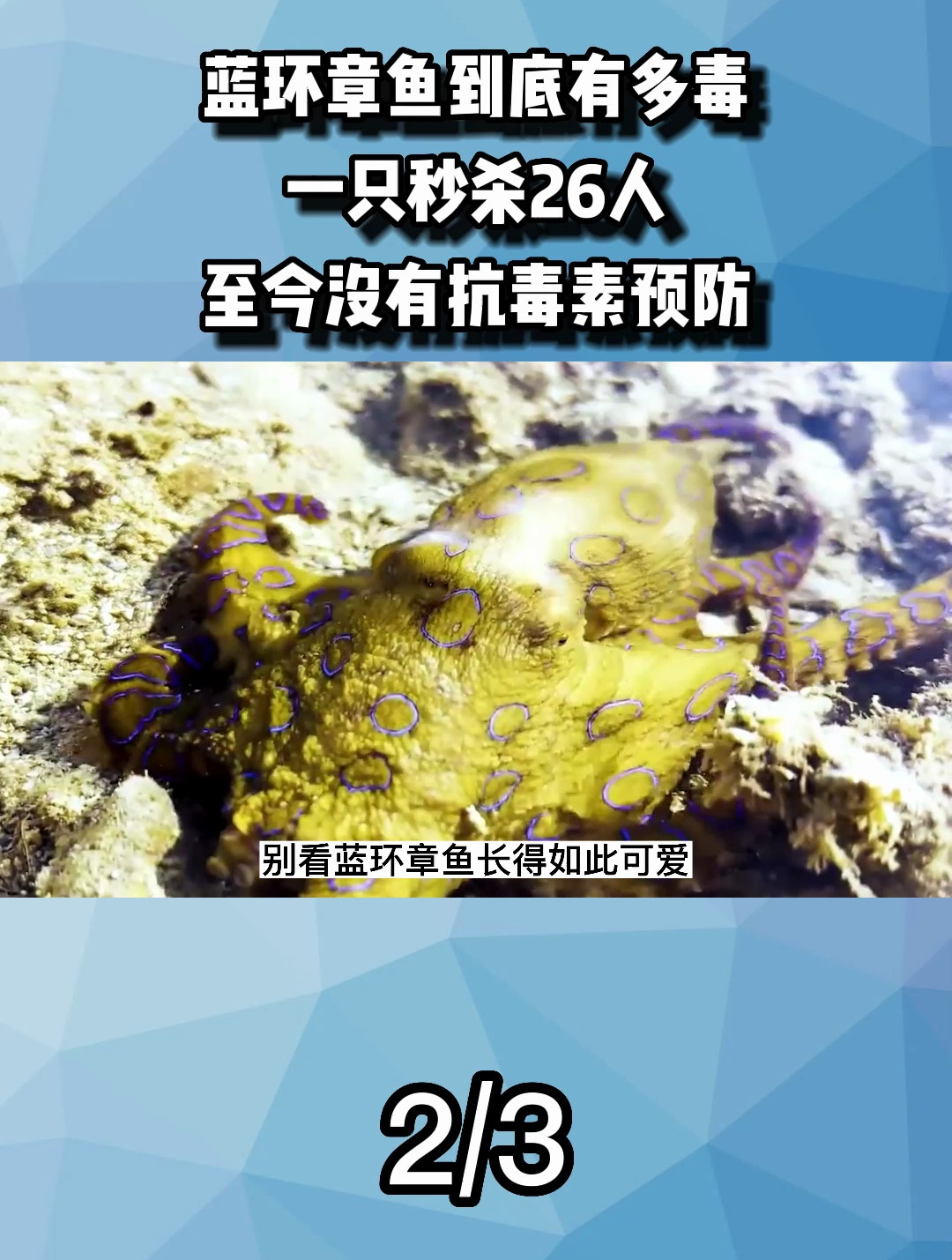 蓝环章鱼到底有多毒?一只秒杀26人,至今没有抗毒素预防