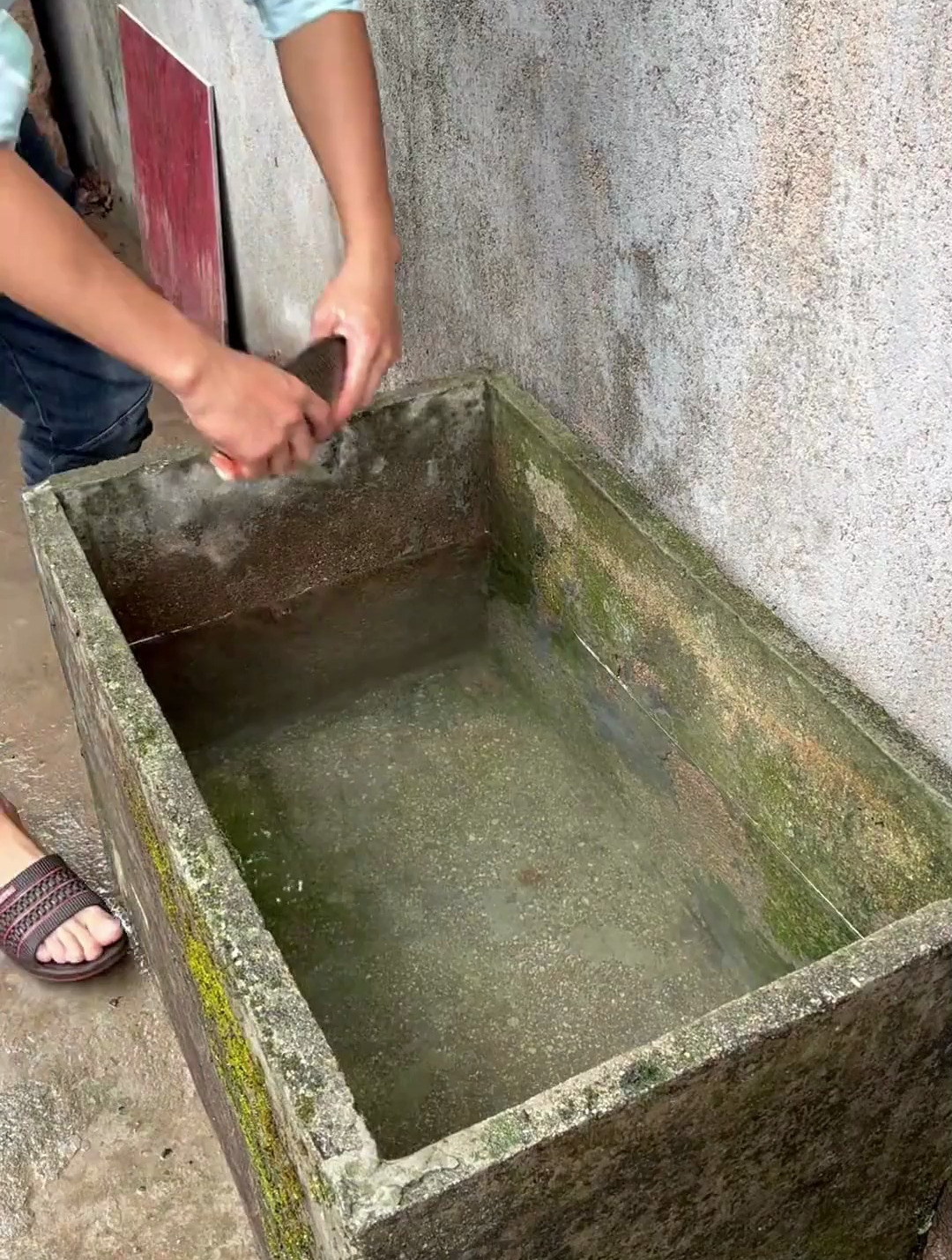 庭院鱼池 水池养鱼的一天