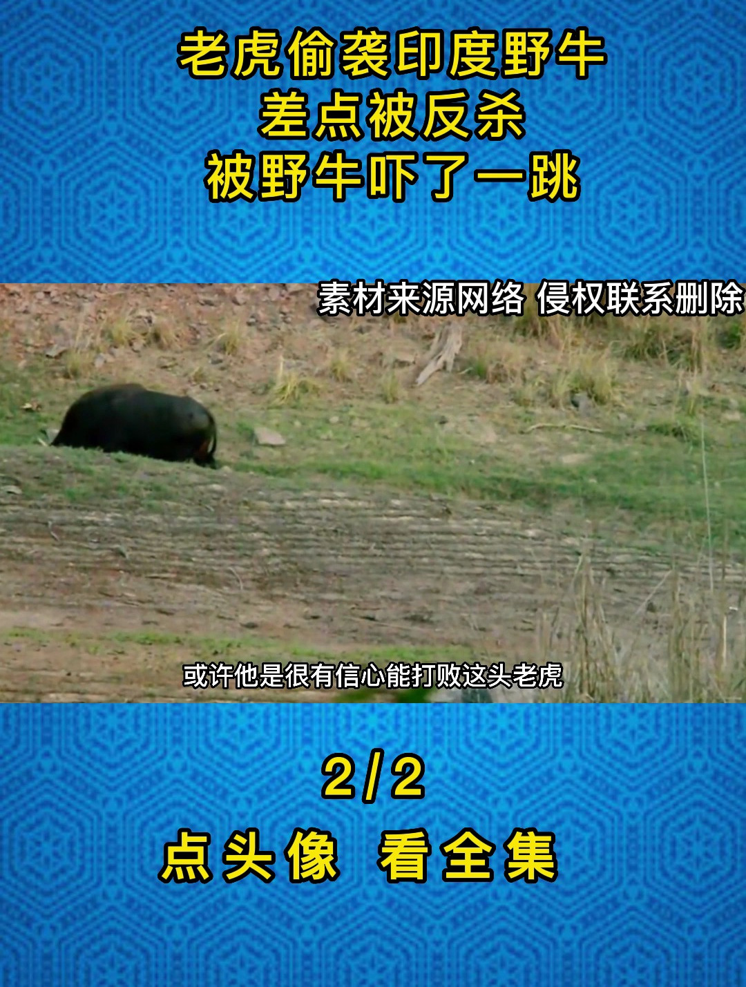 老虎偷袭印度野牛,差点被反杀,被野牛吓了一跳2