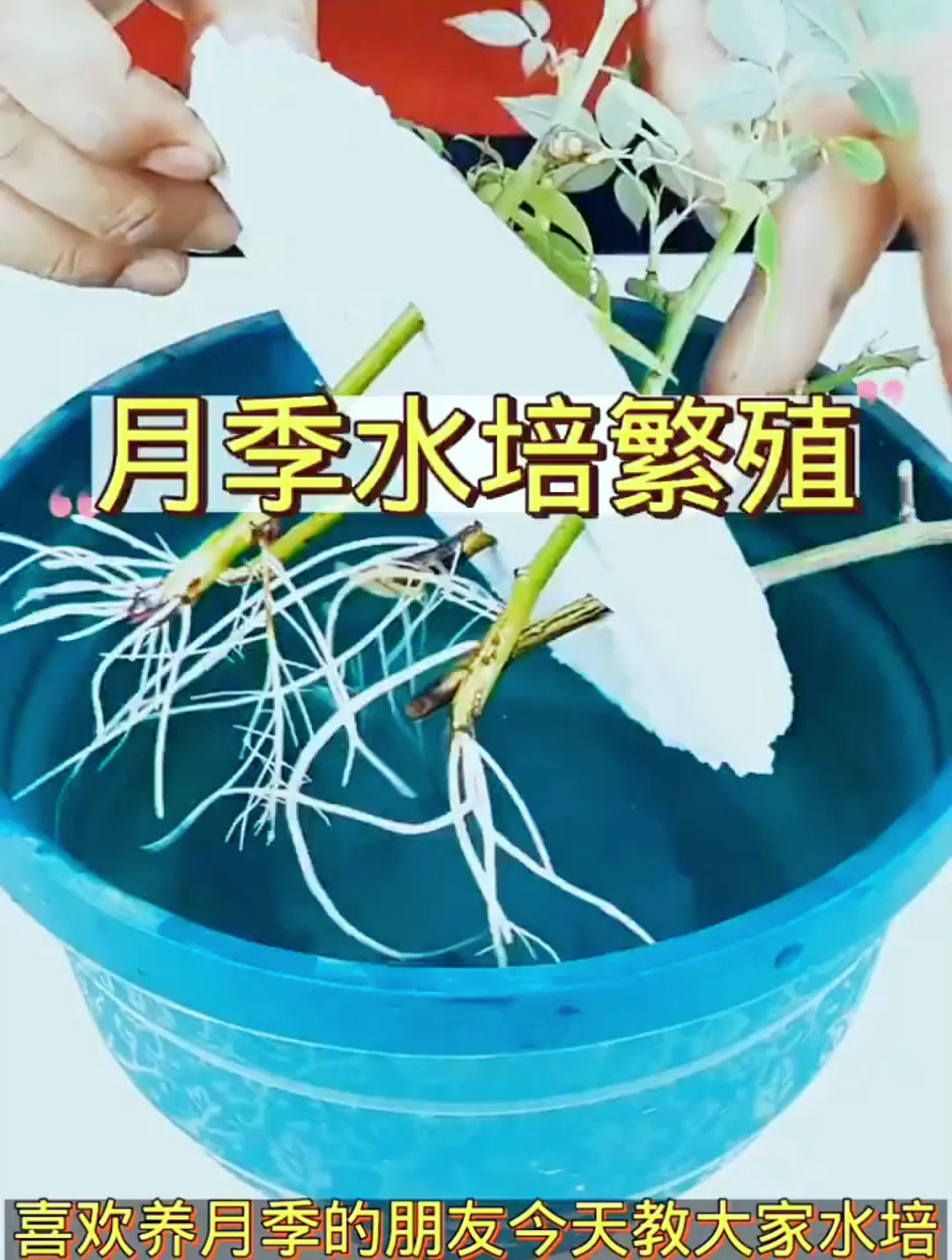 还不会月季水培?夏季最简单的月季水培繁殖方法来了!