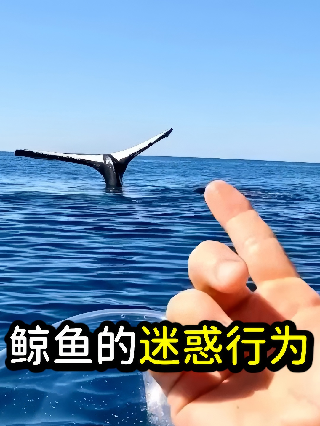 海上怪事!鲸鱼的迷惑行为